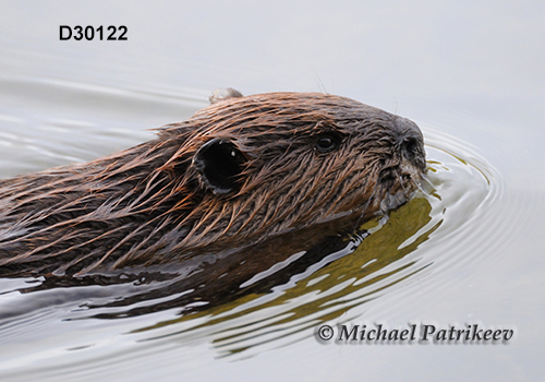 North American Beaver (Castor canadensis)